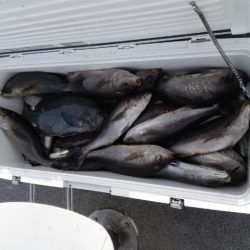 第二大福丸 釣果