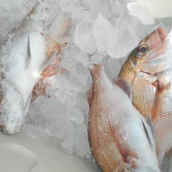 こうゆう丸 釣果