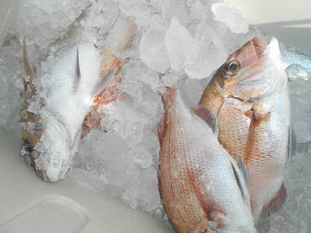 こうゆう丸 釣果