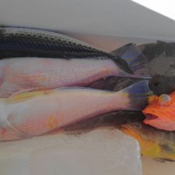 遊漁船 新鋭丸 釣果