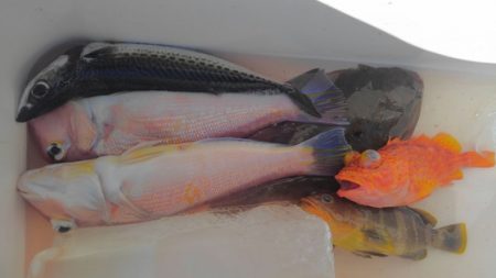 遊漁船 新鋭丸 釣果
