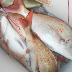 こうゆう丸 釣果