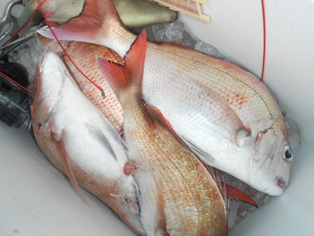 こうゆう丸 釣果