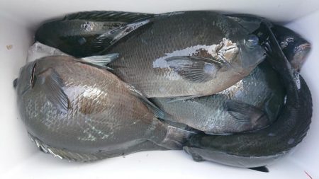 伊豆下田フィッシング 釣果