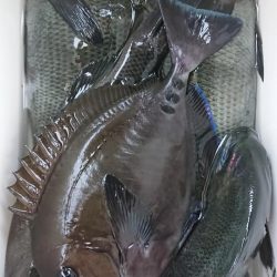 伊豆下田フィッシング 釣果