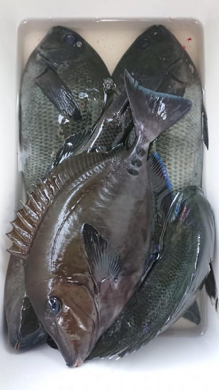 伊豆下田フィッシング 釣果