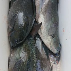 伊豆下田フィッシング 釣果