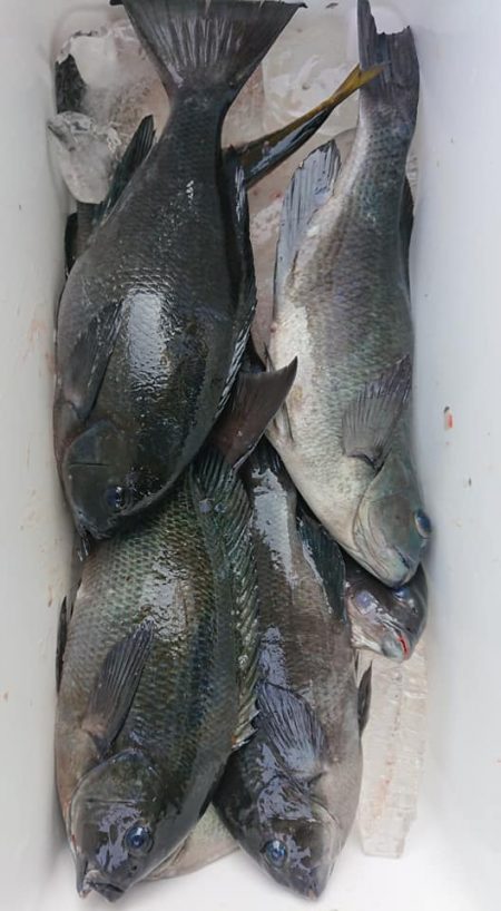 伊豆下田フィッシング 釣果