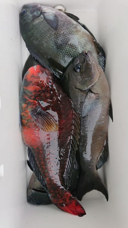 伊豆下田フィッシング 釣果