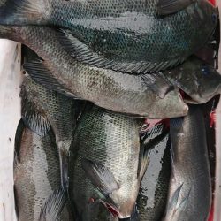 伊豆下田フィッシング 釣果