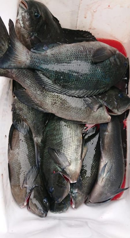 伊豆下田フィッシング 釣果