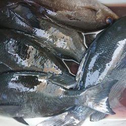 伊豆下田フィッシング 釣果