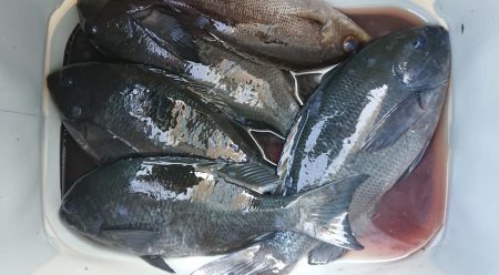 伊豆下田フィッシング 釣果