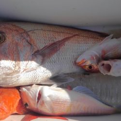 遊漁船 新鋭丸 釣果