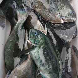 伊豆下田フィッシング 釣果