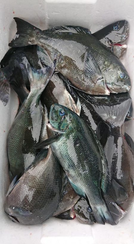 伊豆下田フィッシング 釣果