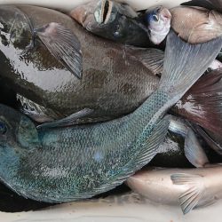 伊豆下田フィッシング 釣果