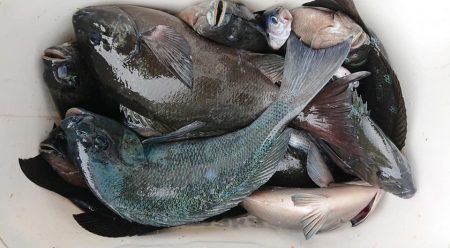 伊豆下田フィッシング 釣果