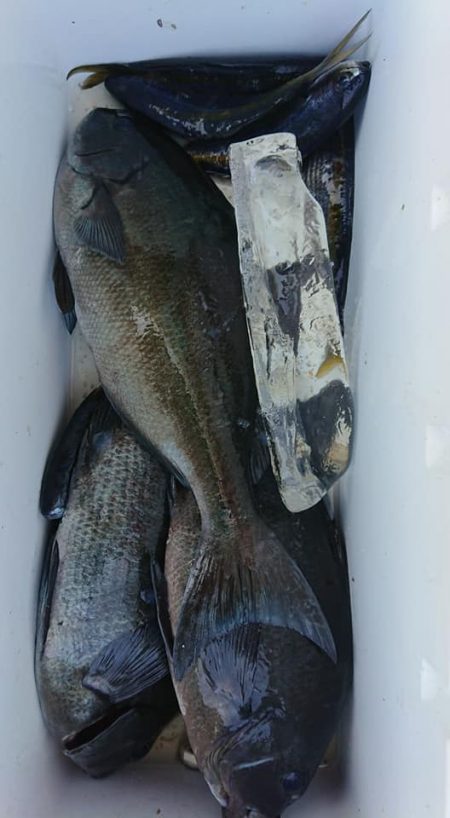 伊豆下田フィッシング 釣果