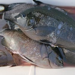 伊豆下田フィッシング 釣果