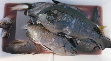 伊豆下田フィッシング 釣果