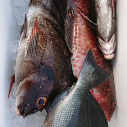 伊豆下田フィッシング 釣果