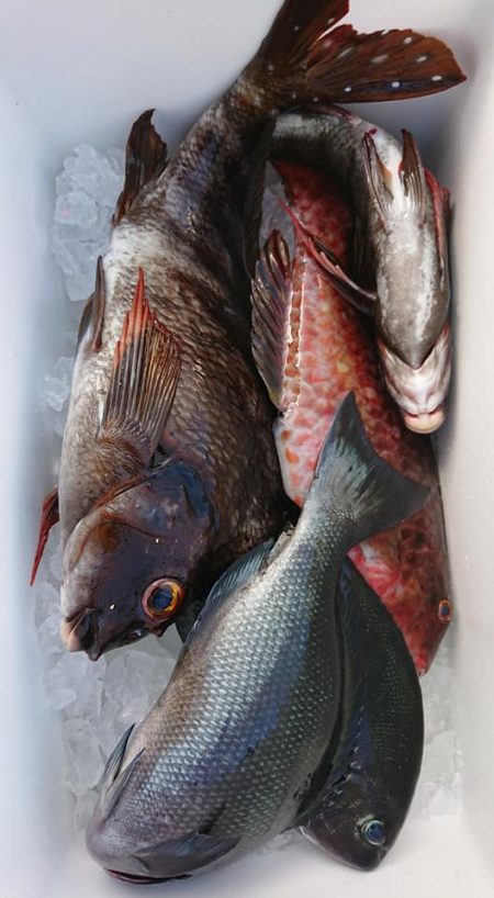 伊豆下田フィッシング 釣果