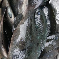 伊豆下田フィッシング 釣果