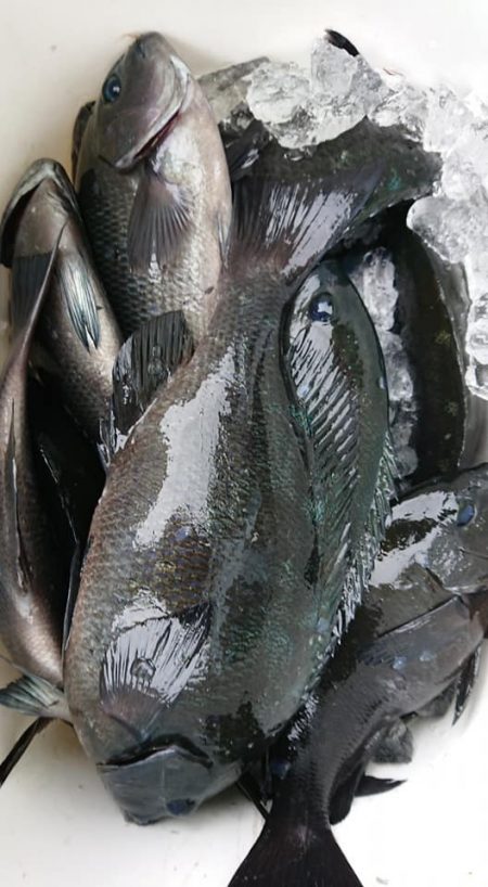 伊豆下田フィッシング 釣果