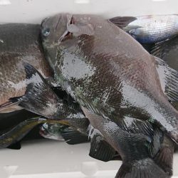 伊豆下田フィッシング 釣果