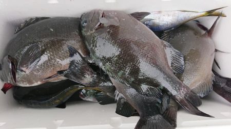 伊豆下田フィッシング 釣果