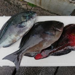 伊豆下田フィッシング 釣果
