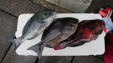 伊豆下田フィッシング 釣果