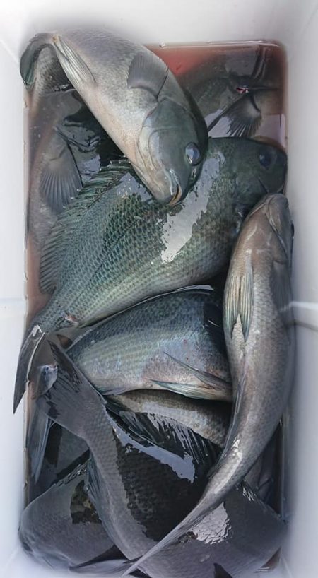 伊豆下田フィッシング 釣果