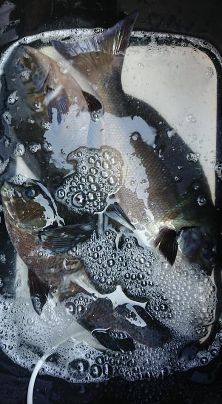 伊豆下田フィッシング 釣果