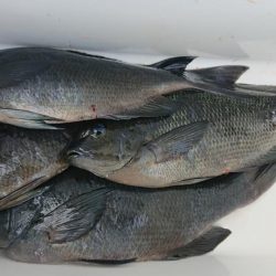 伊豆下田フィッシング 釣果