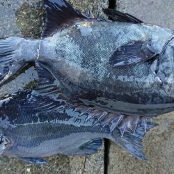 伊豆下田フィッシング 釣果