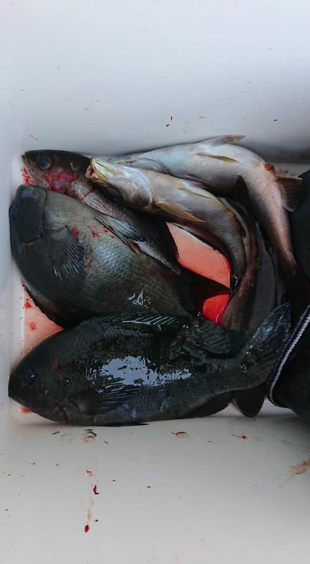 伊豆下田フィッシング 釣果