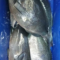 伊豆下田フィッシング 釣果