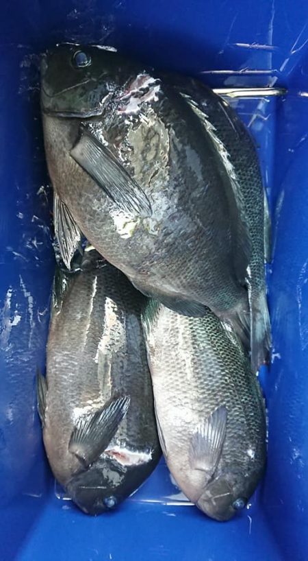 伊豆下田フィッシング 釣果