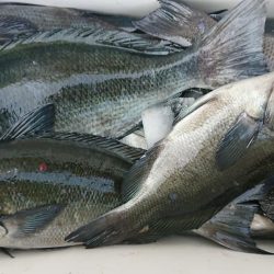 伊豆下田フィッシング 釣果