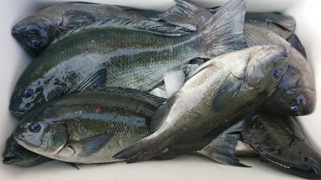 伊豆下田フィッシング 釣果