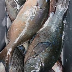 伊豆下田フィッシング 釣果