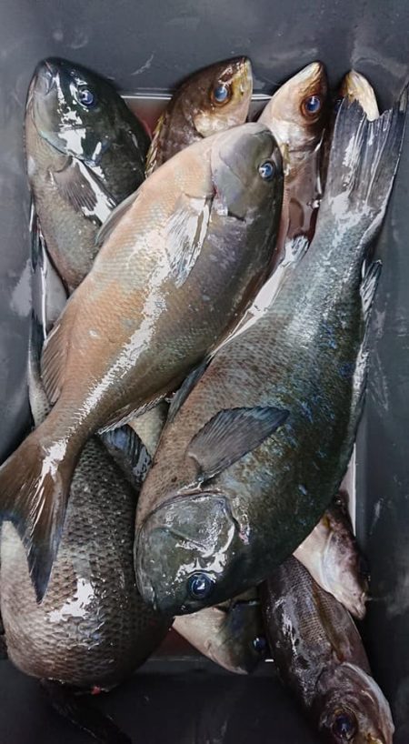 伊豆下田フィッシング 釣果