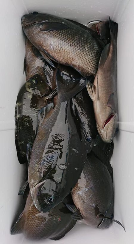 伊豆下田フィッシング 釣果