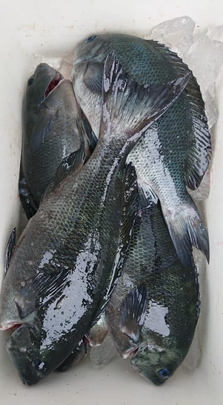 伊豆下田フィッシング 釣果