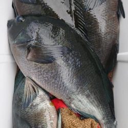 伊豆下田フィッシング 釣果