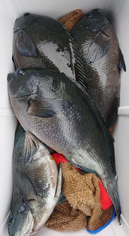 伊豆下田フィッシング 釣果