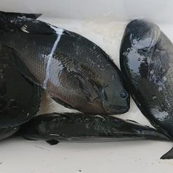 伊豆下田フィッシング 釣果