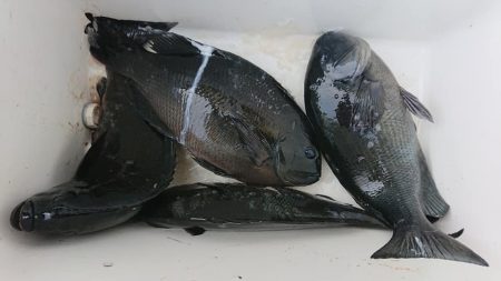 伊豆下田フィッシング 釣果